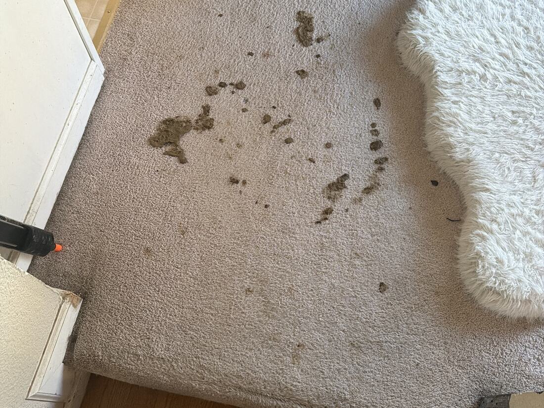 Before cleaning